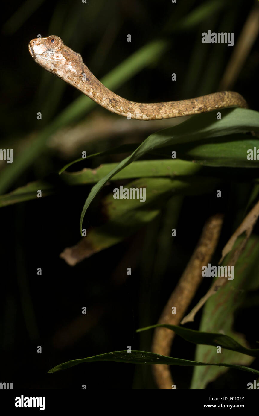 Blunt-headed tree snake (Aplopeltura boa). Stock Photo