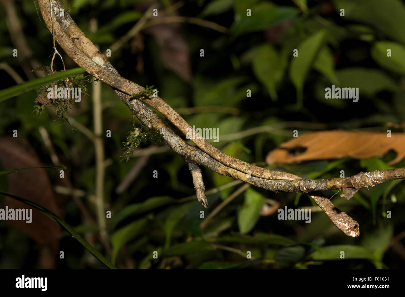 Bluntheaded tree snake (Aplopeltura boa Stock Photo Alamy