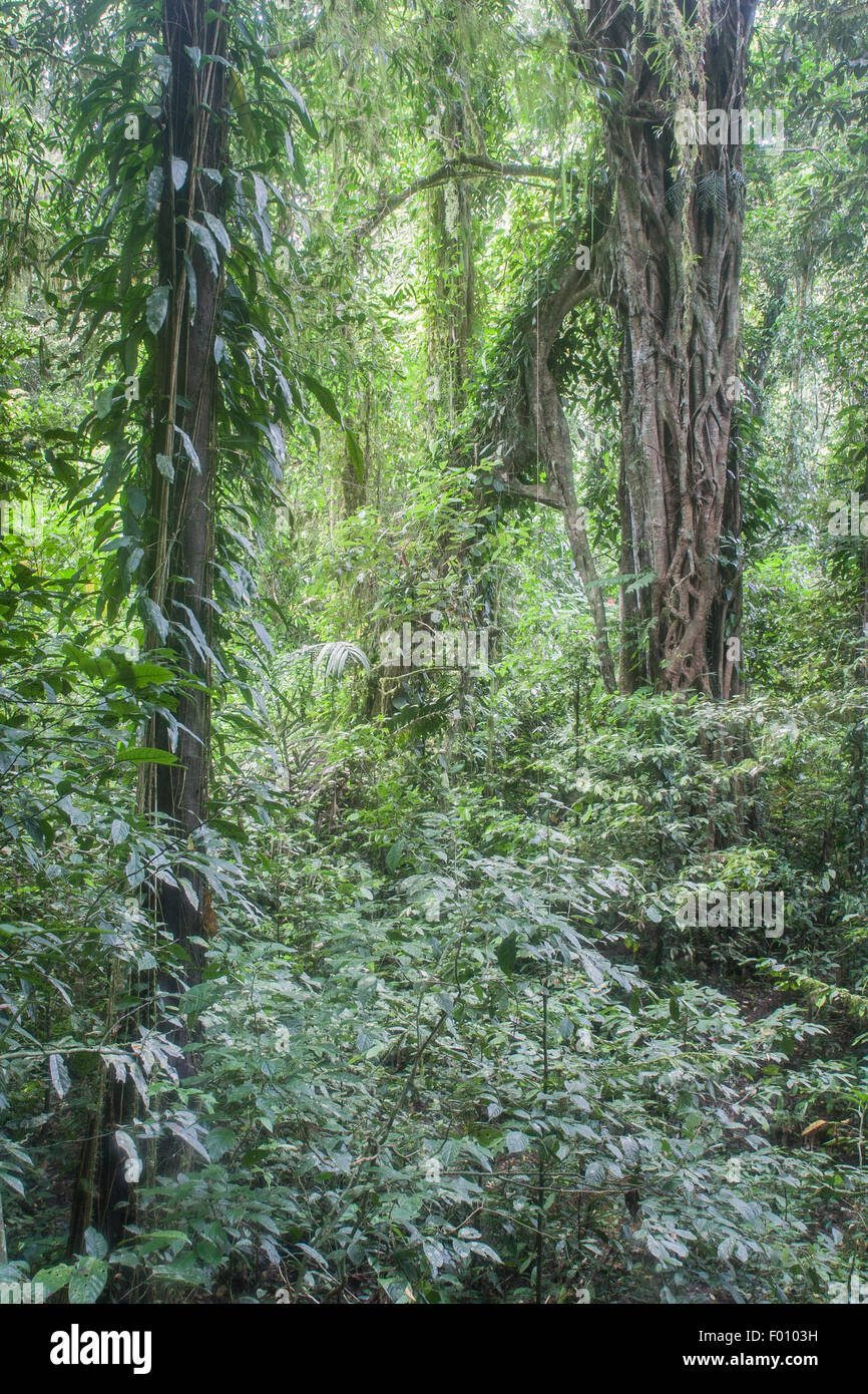 Lush jungle in Gunung Mulu National Park, Malaysia. Stock Photo