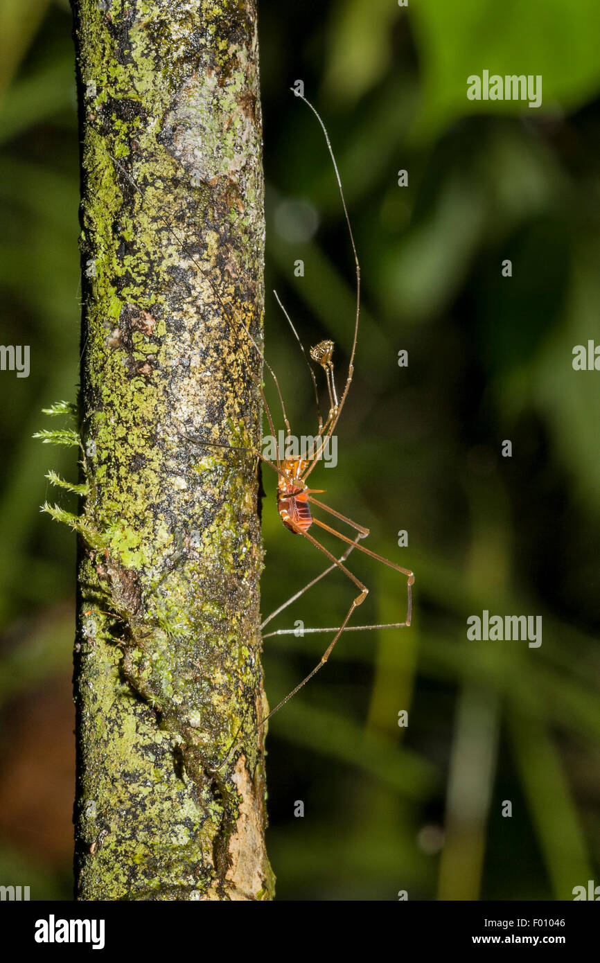 Tropical harvestman with long, raptorial palps. Stock Photo