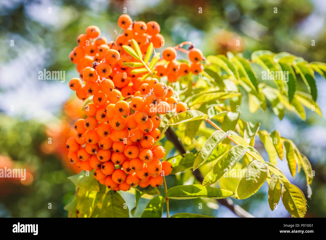 Detail of red Rowan (Sorbus) fruits on the tree branch with strong blowing summer light effect Stock Photo
