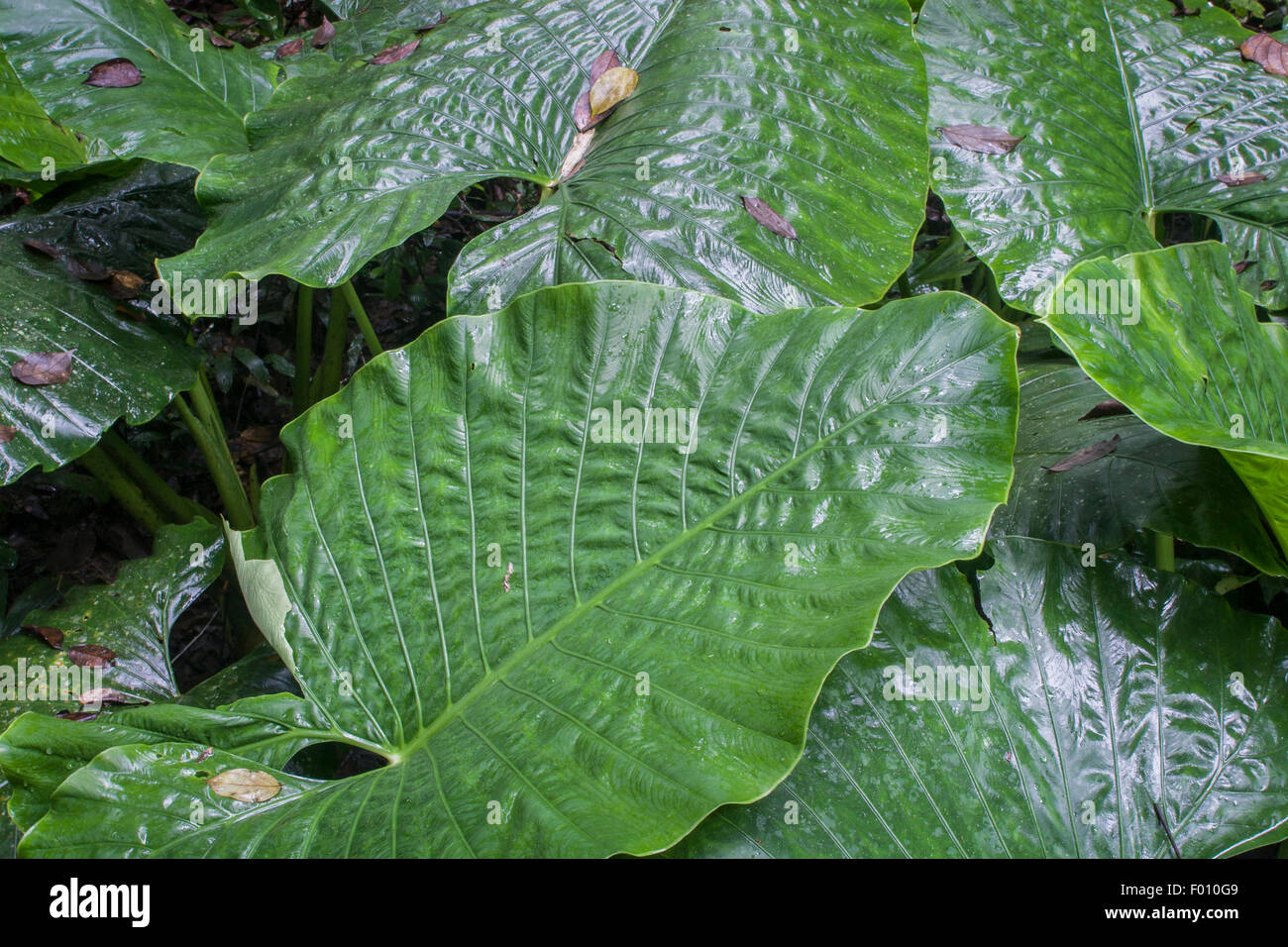 Rainforest leaves sarawak malaysia hi-res stock photography and images ...