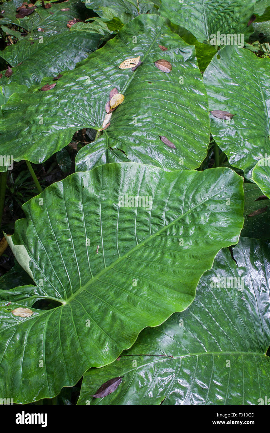 Rainforest leaves sarawak malaysia hi-res stock photography and images ...