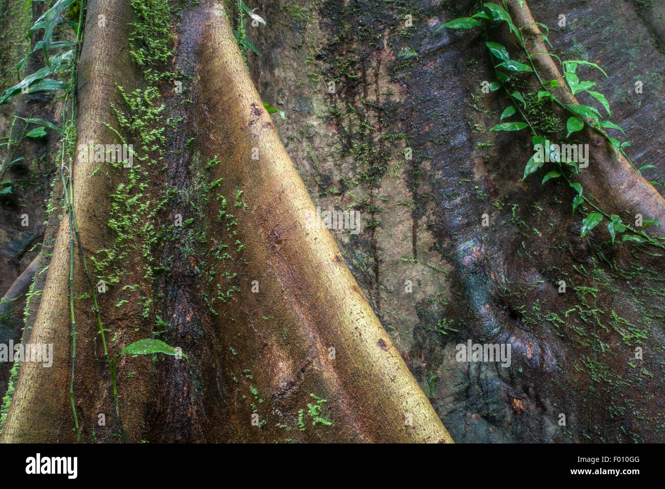 Buttress roots. Stock Photo