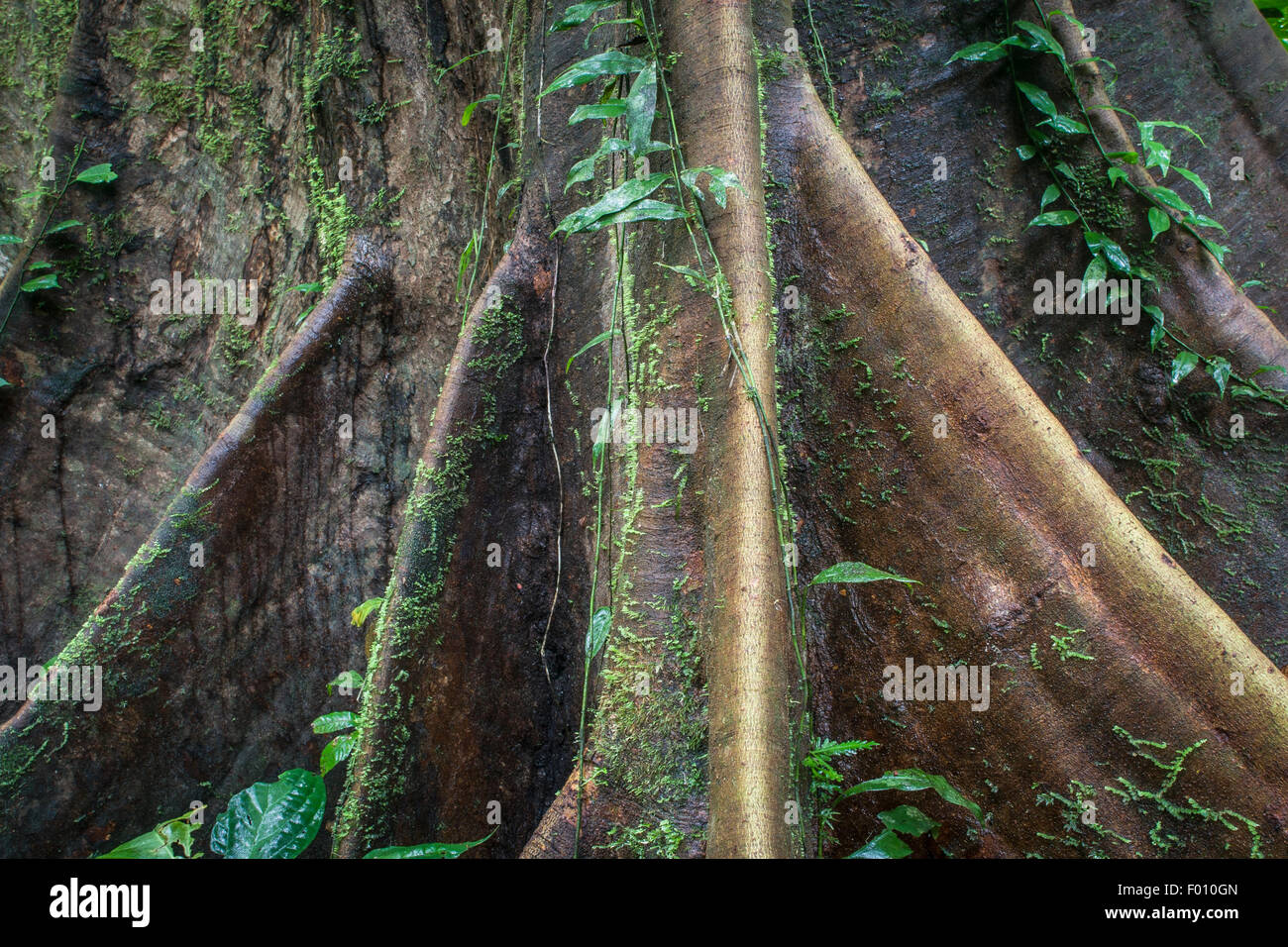 Buttress roots. Stock Photo