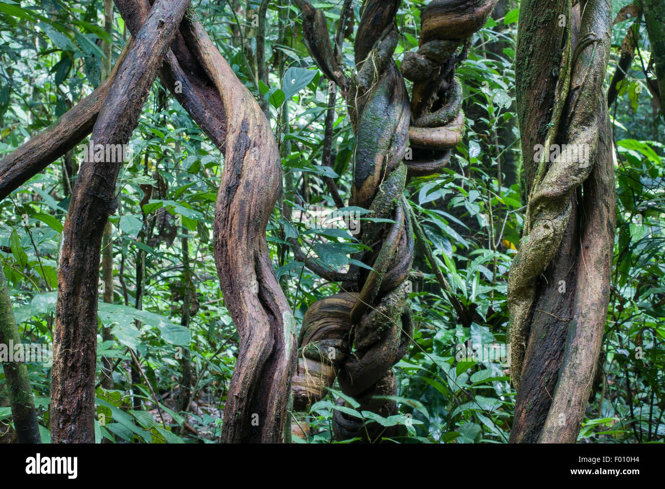 Jungle vines. Stock Photo