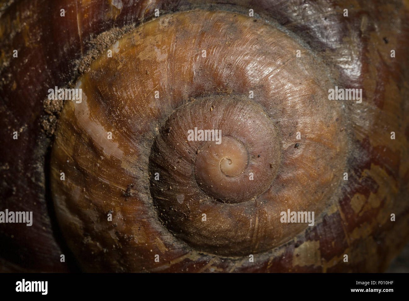 Close up of a snail shell Stock Photo Alamy