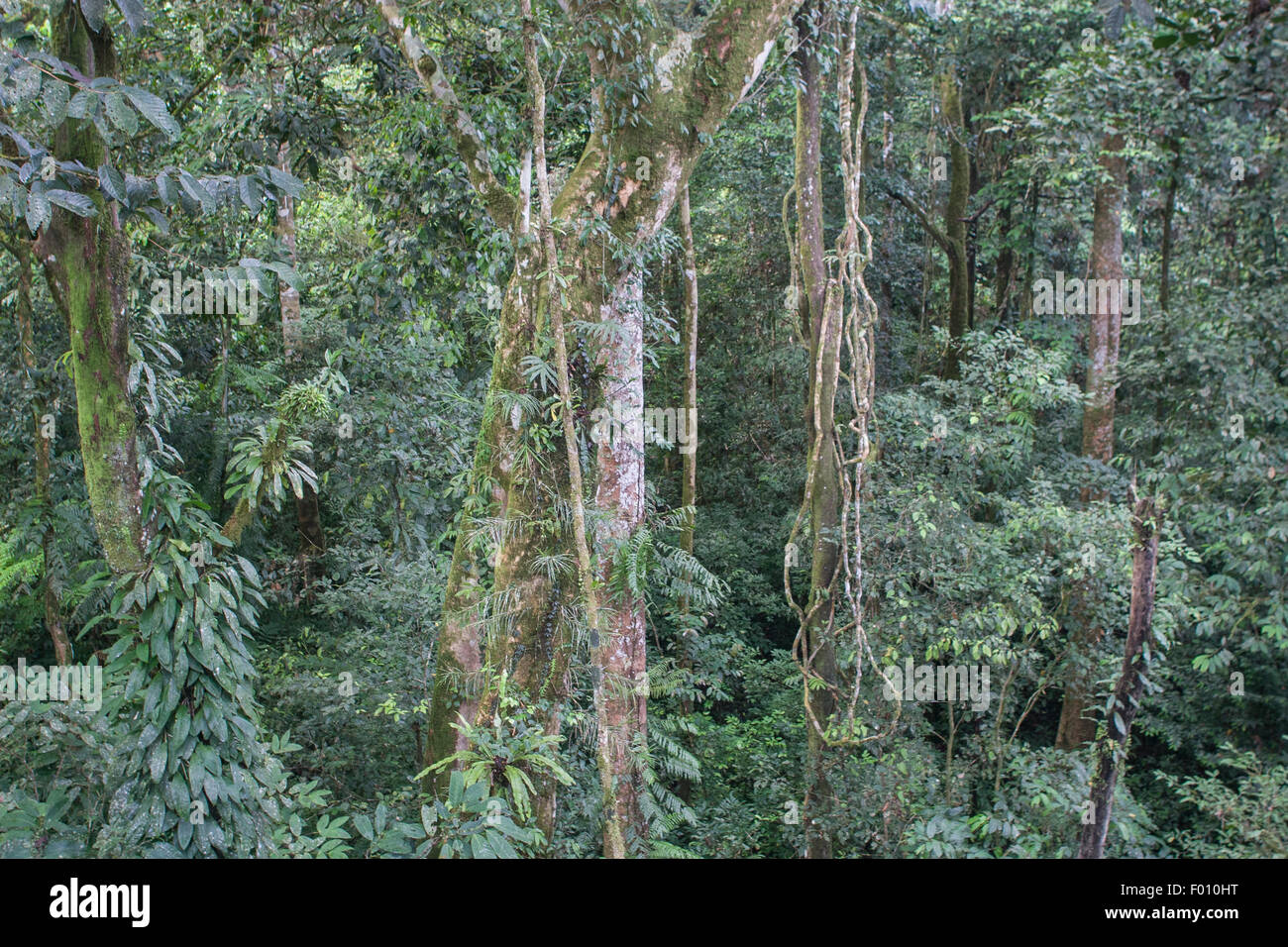 Lush jungle in Gunung Mulu National Park, Malaysia. Stock Photo