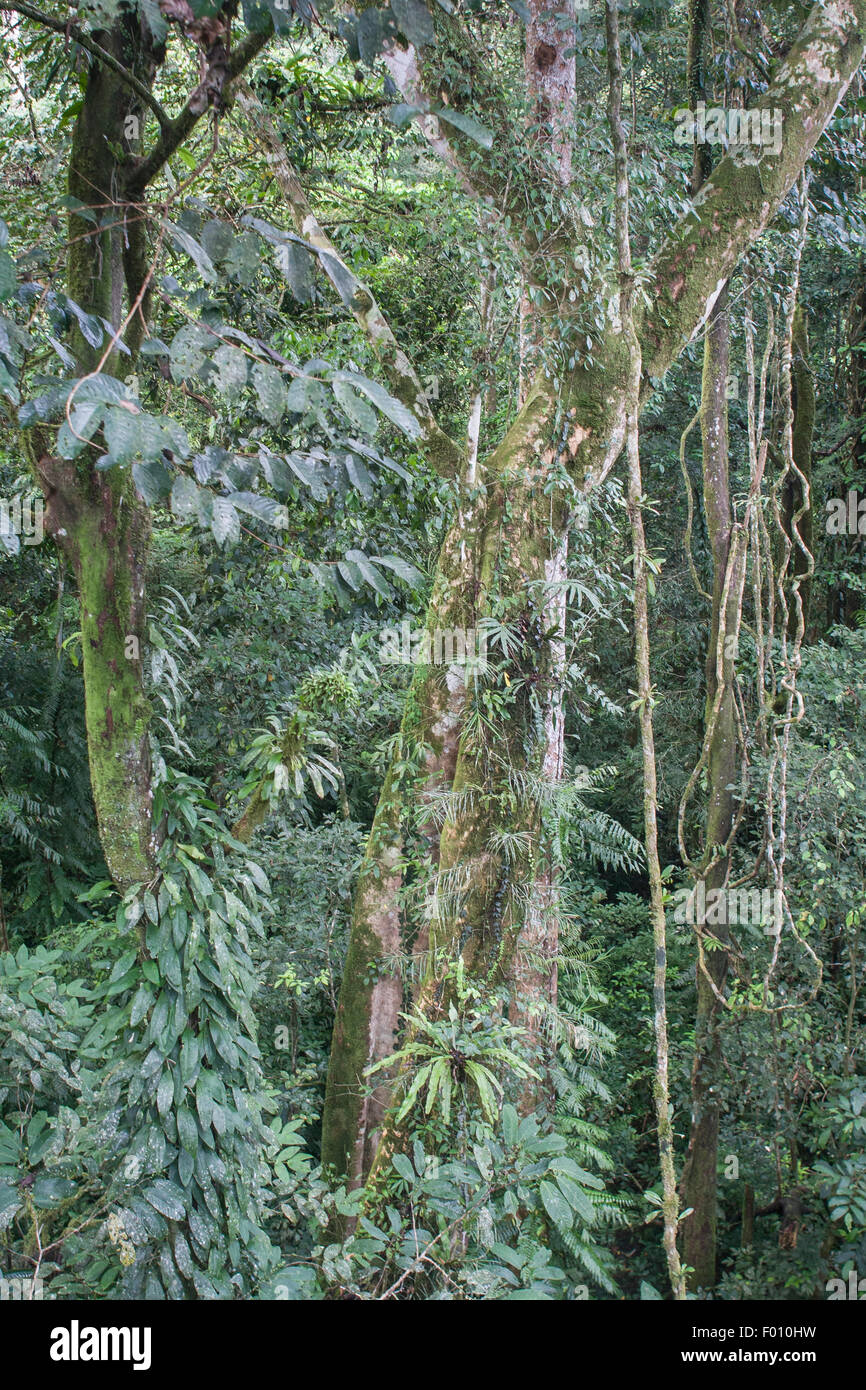 Lush jungle in Gunung Mulu National Park, Malaysia. Stock Photo