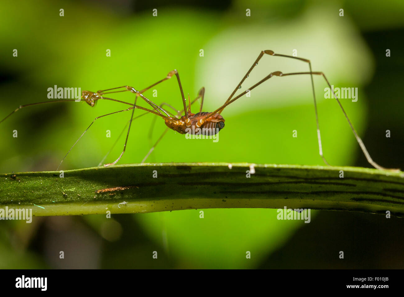 Tropical harvestman with long, raptorial palps. Stock Photo
