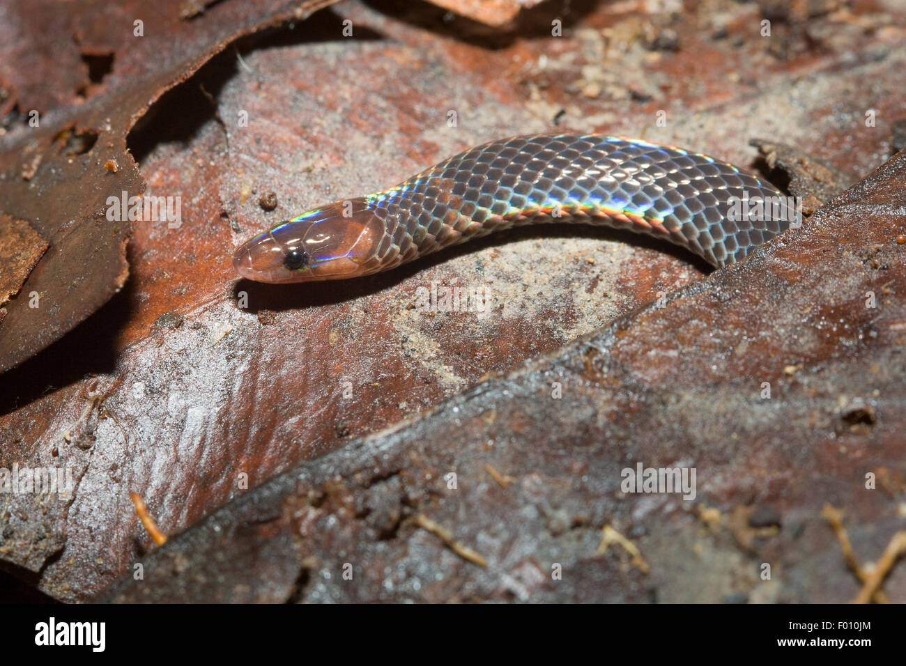 Red-necked reed snake (Pseudorabdion collaris) in leaf litter. Stock Photo