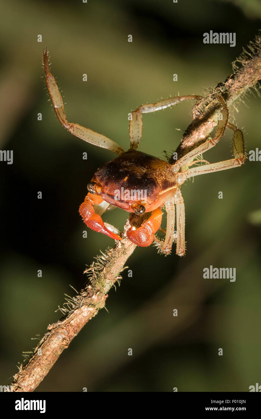 Crab climbing a tree Stock Photo Alamy