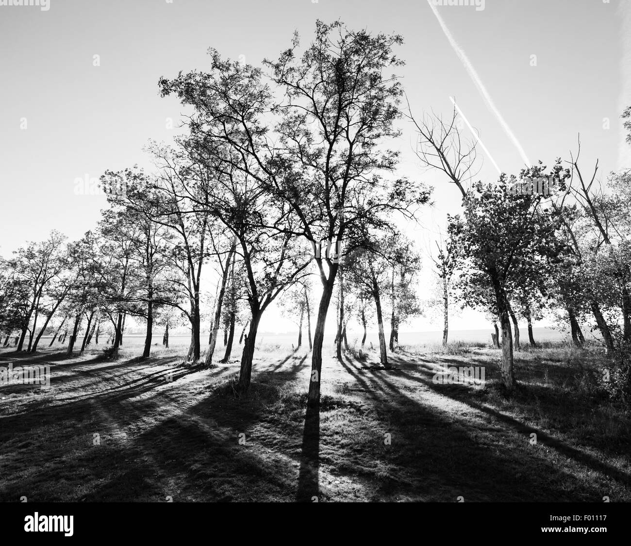 Lights of the morning forest, black and white photo Stock Photo
