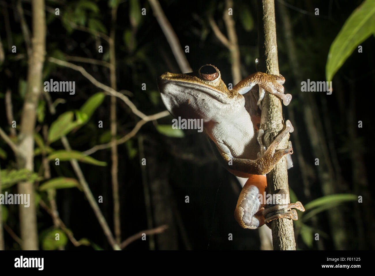 Four-lined tree frog (Polypedates leucomystax) on a tree at night. Stock Photo