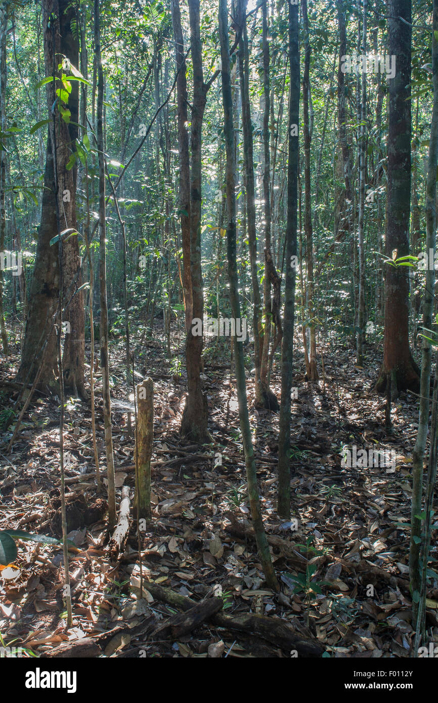 Backlit trees in a coastal rain forest.  Similajau National Park, Sarawak, Malaysia. Stock Photo