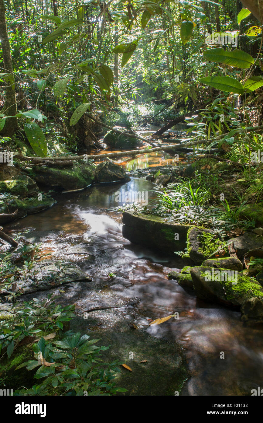 Stream flowing through lush tropical rainforest, Kubah National