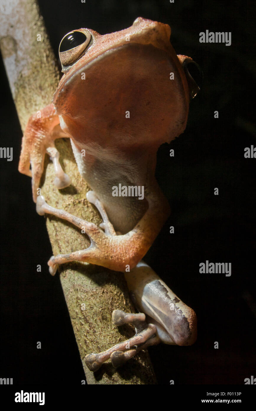 Close-up of a four-lined tree frog (Polypedates leucomystax) on a branch at night. Stock Photo