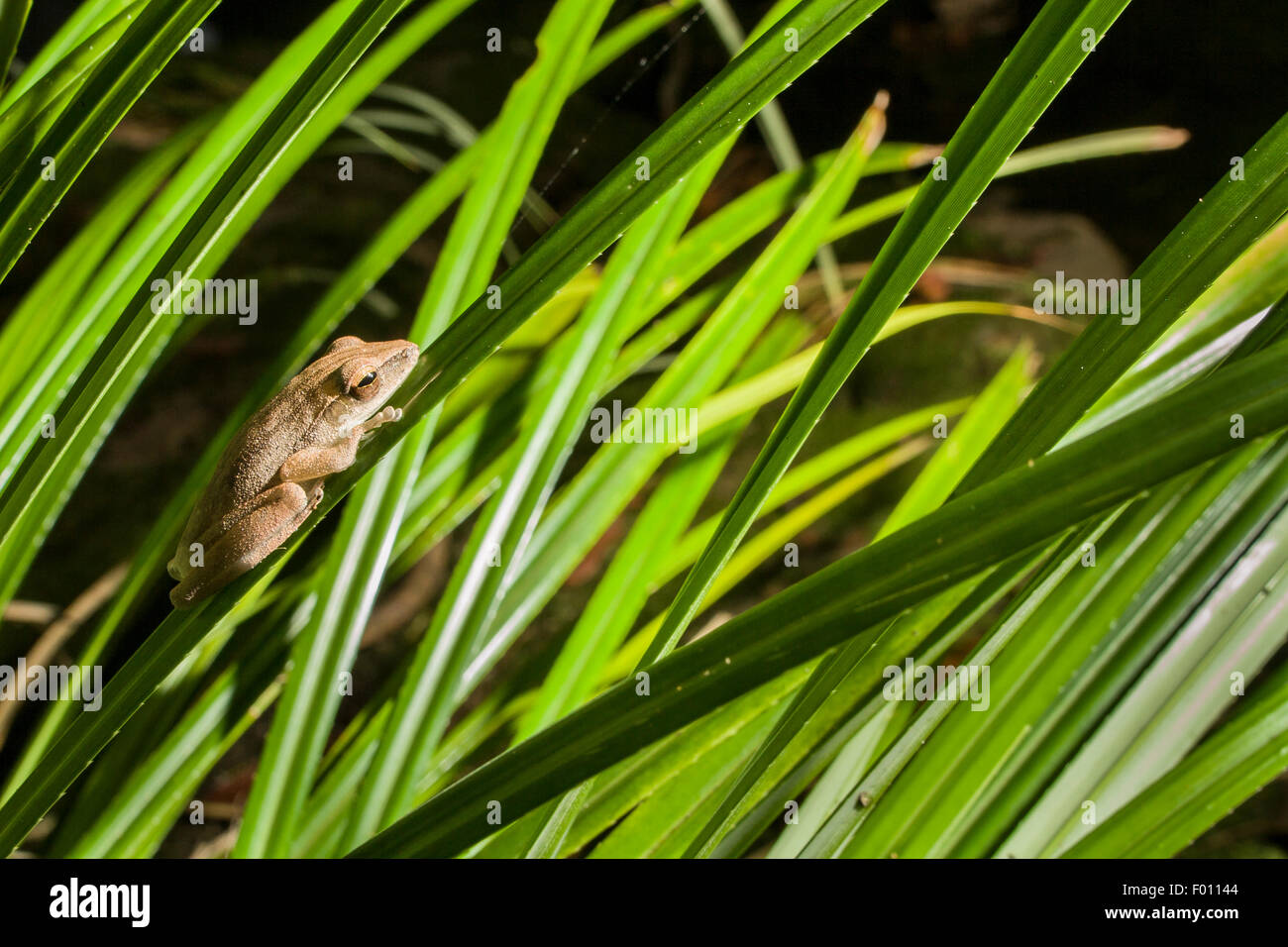 Four-lined tree frog (Polypedates leucomystax) on a leaf at night. Stock Photo