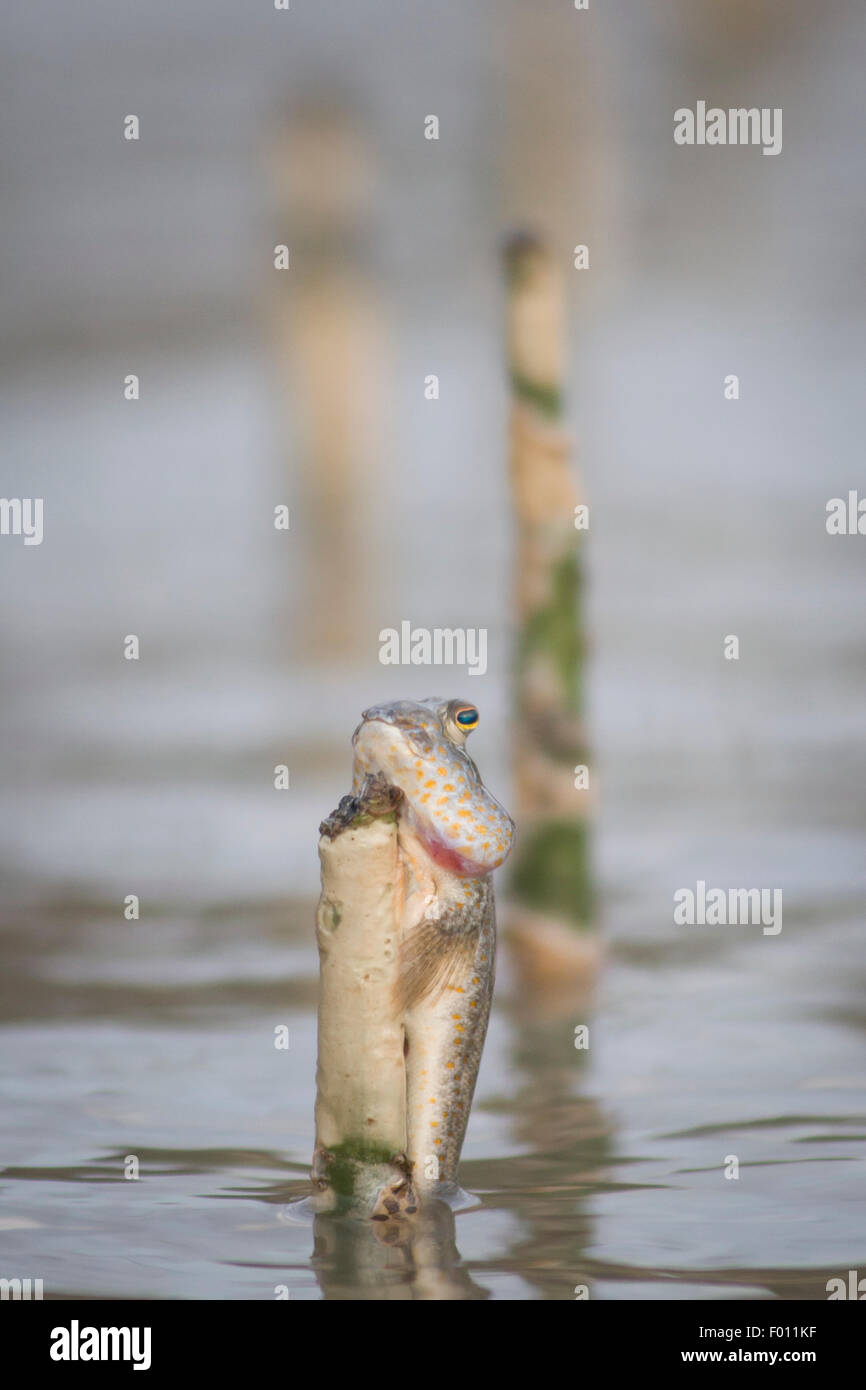 Mudskipper clinging to a pneumatophore of a mangrove. Photographed in Bako National Park (Sarawak, Malayisa). Stock Photo