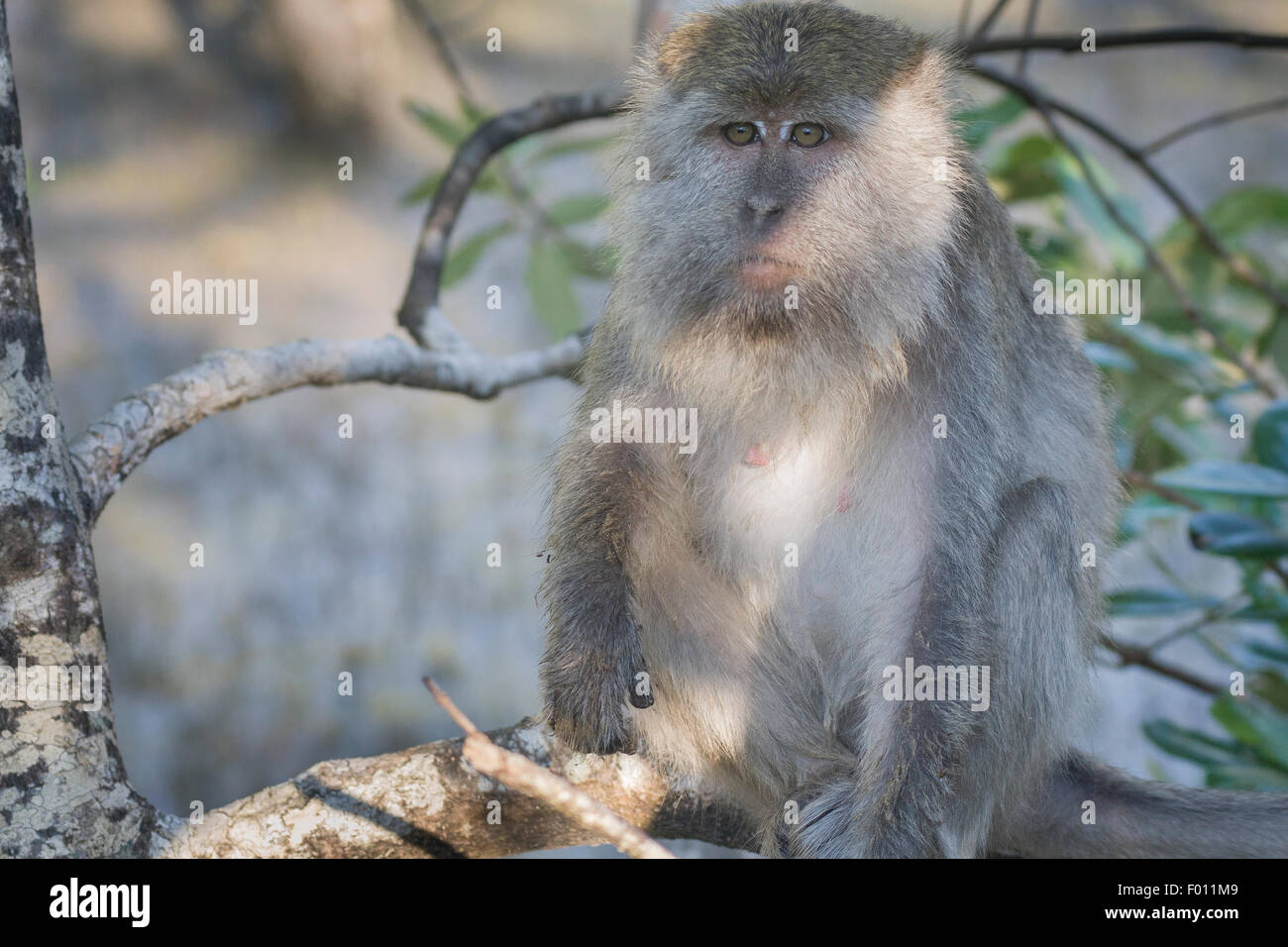 Crab-eating macaque (Macaca fascicularis) sitting in a tree Stock Photo ...