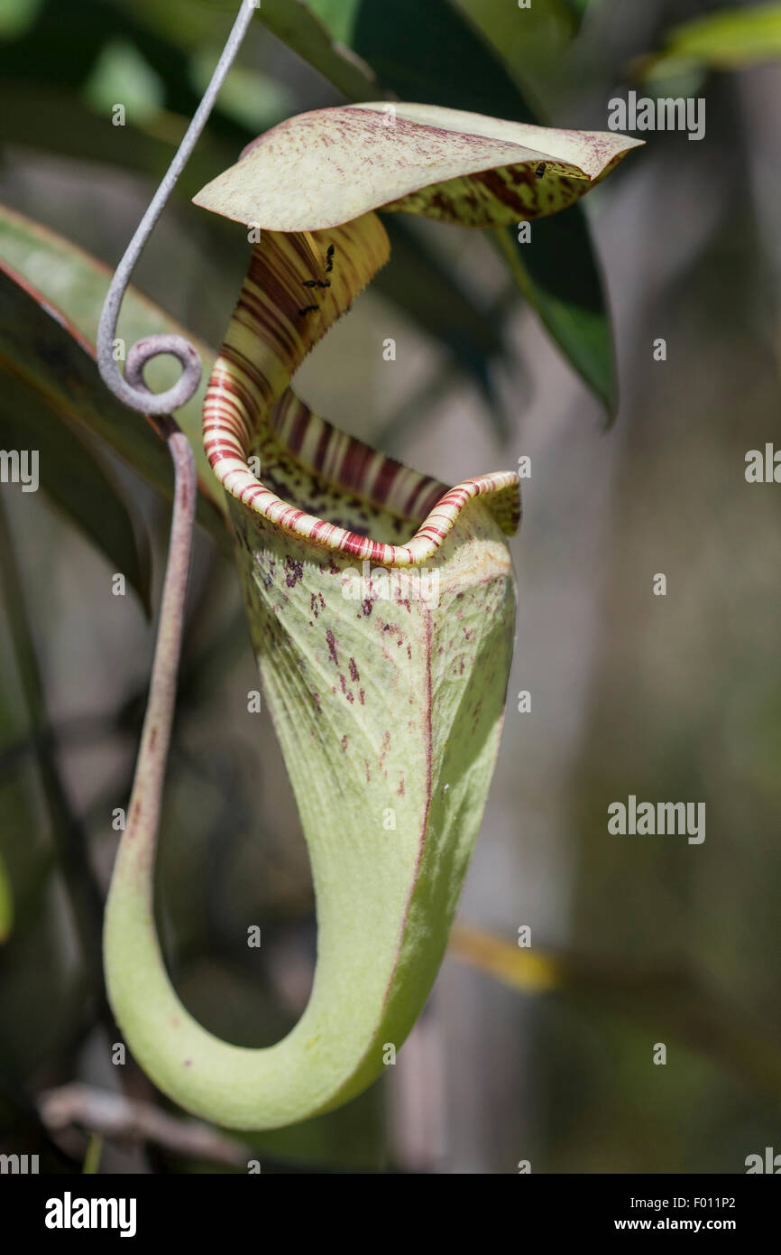 Pitcher plant (Nepenthes sp.), a carnivorous plant native to Sarawak, Malaysia. Stock Photo