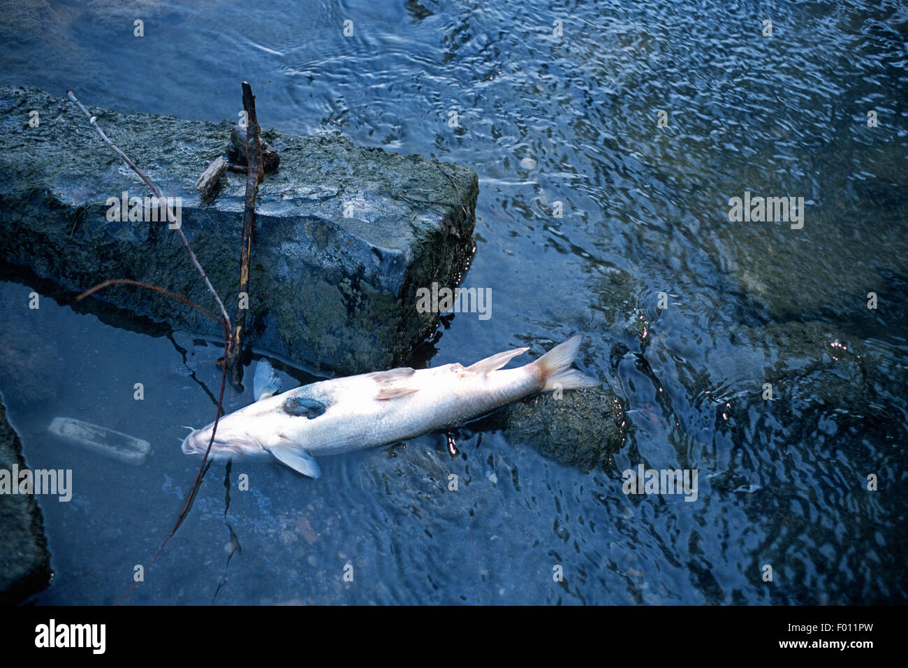 Pollution incident dead fish, Barbus plebejus, Cyprinidae, Tiber River, Rome, Lazio, Italy Stock Photo