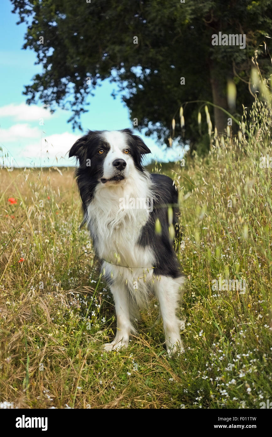 Dog Border Collie / adult (red merle) standing in a meadow Stock Photo -  Alamy