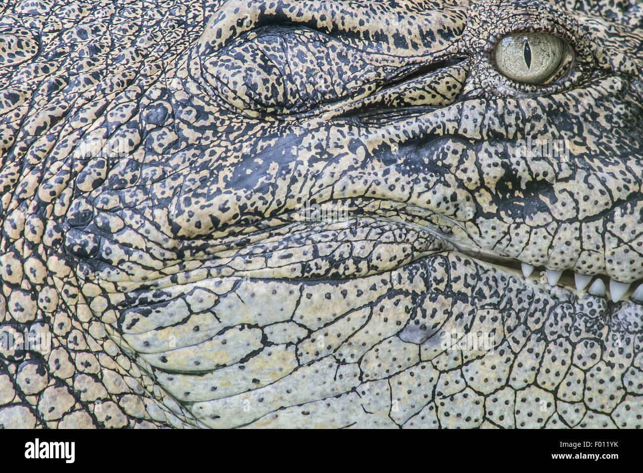 Close-up of saltwater crocodile head. Stock Photo