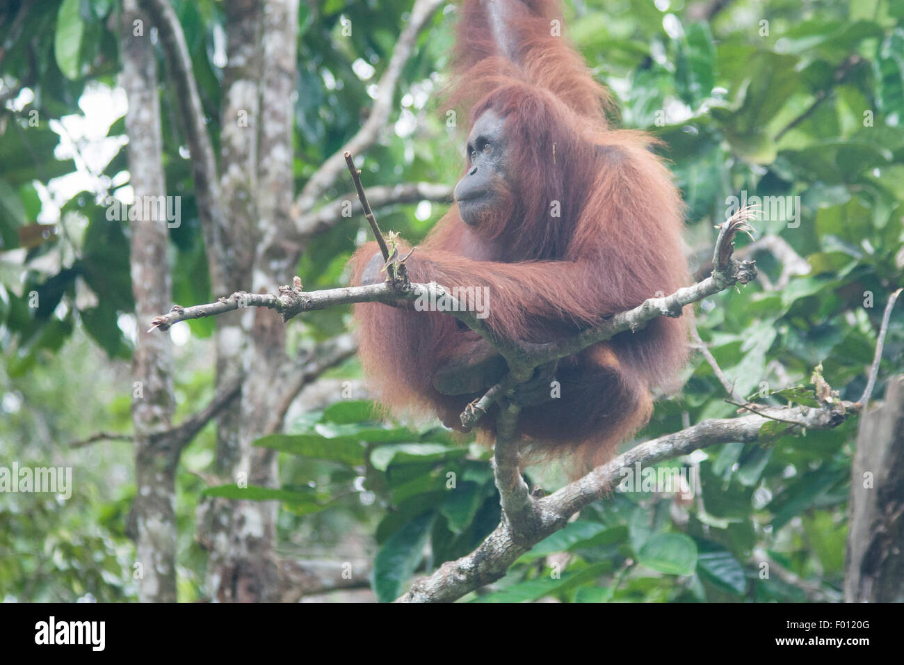 Orangutan in a tree. Stock Photo