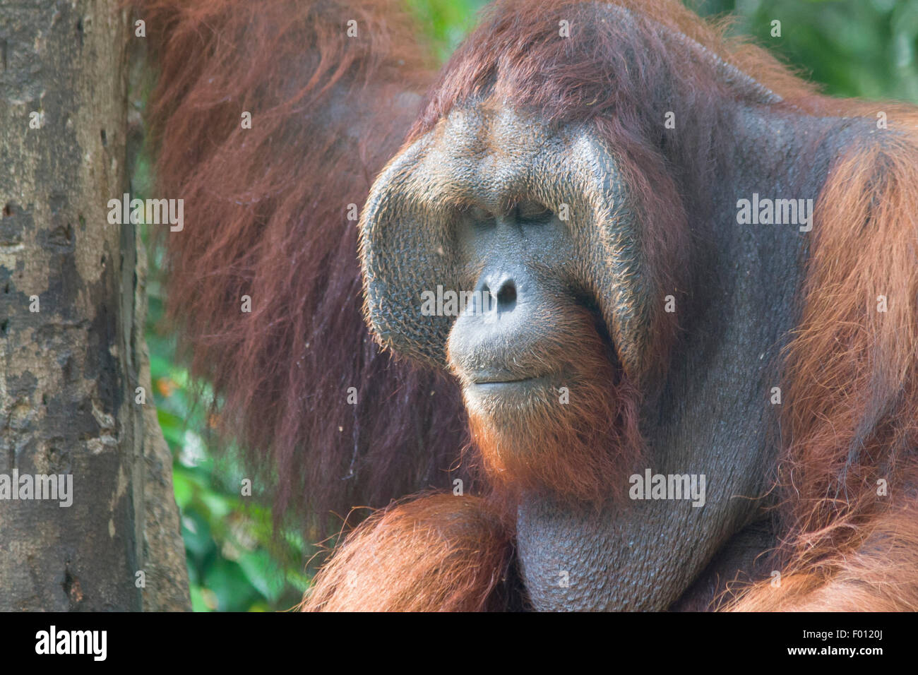 An extremely large male orangutan with the prominent cheek pads, throat pouch, and long hair characteristic of dominant males. Stock Photo