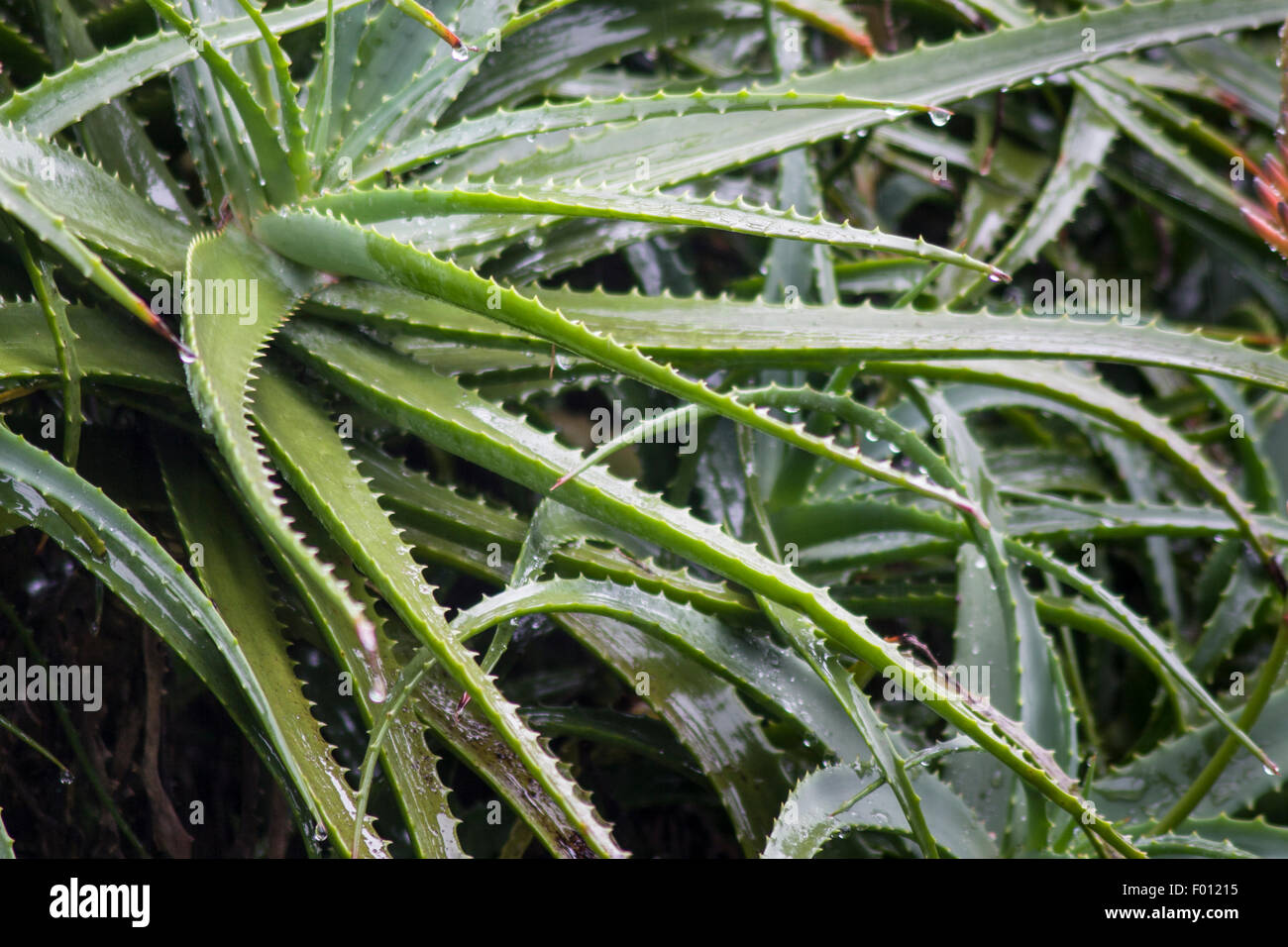 Spiny leaves. Stock Photo