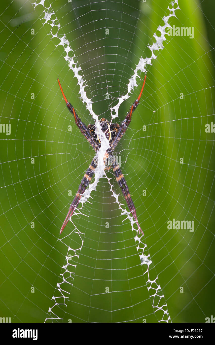An orb-weaving spider rests in the center of its web; the stabilimentum is clearly visible. Stock Photo
