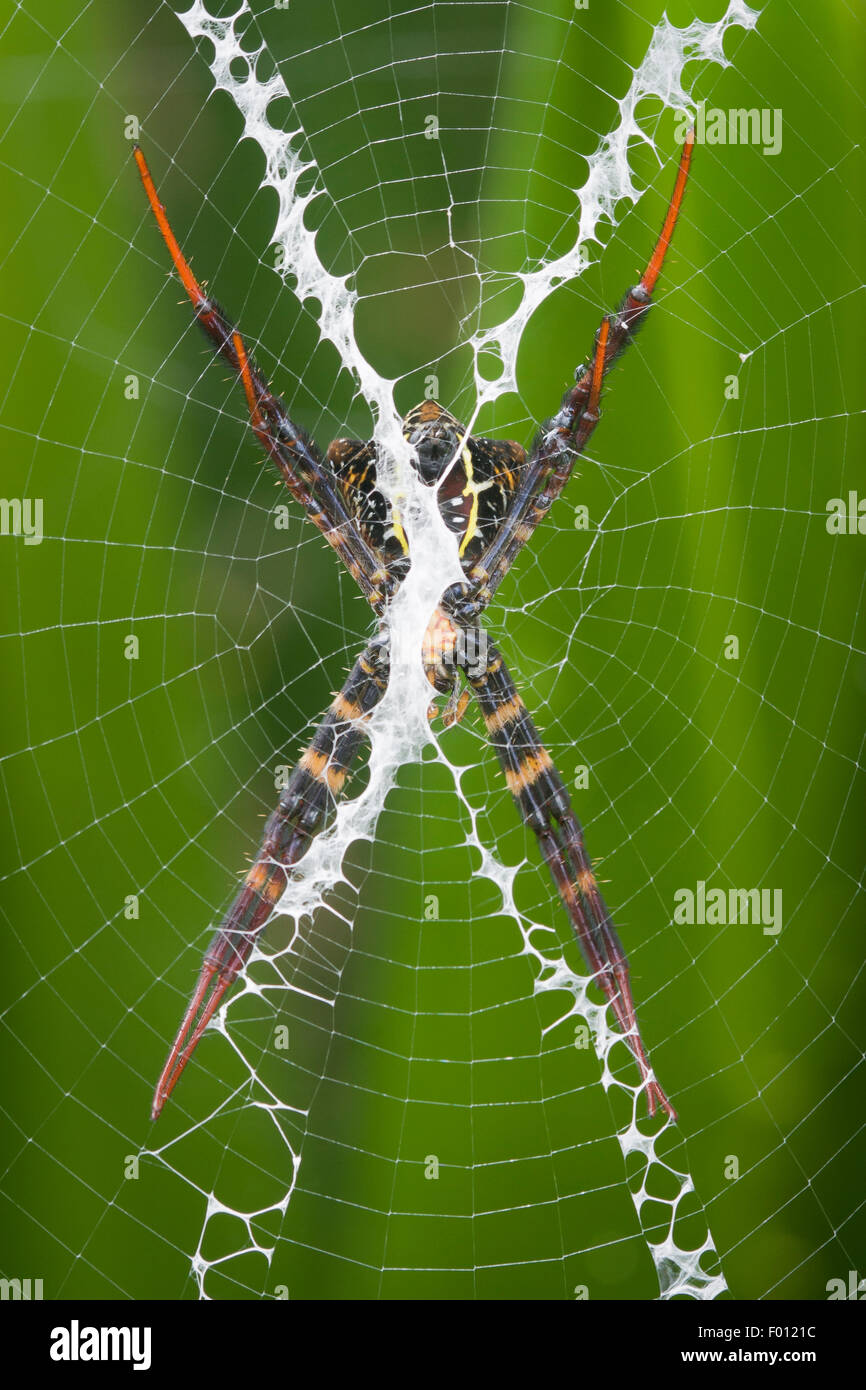 An orb-weaving spider rests in the center of its web; the stabilimentum is clearly visible. Stock Photo