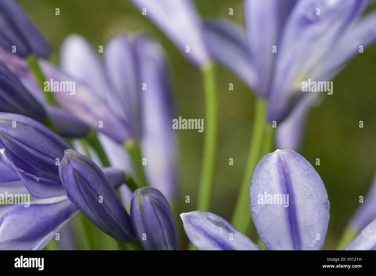 Purple nobody hi-res stock photography and images - Alamy