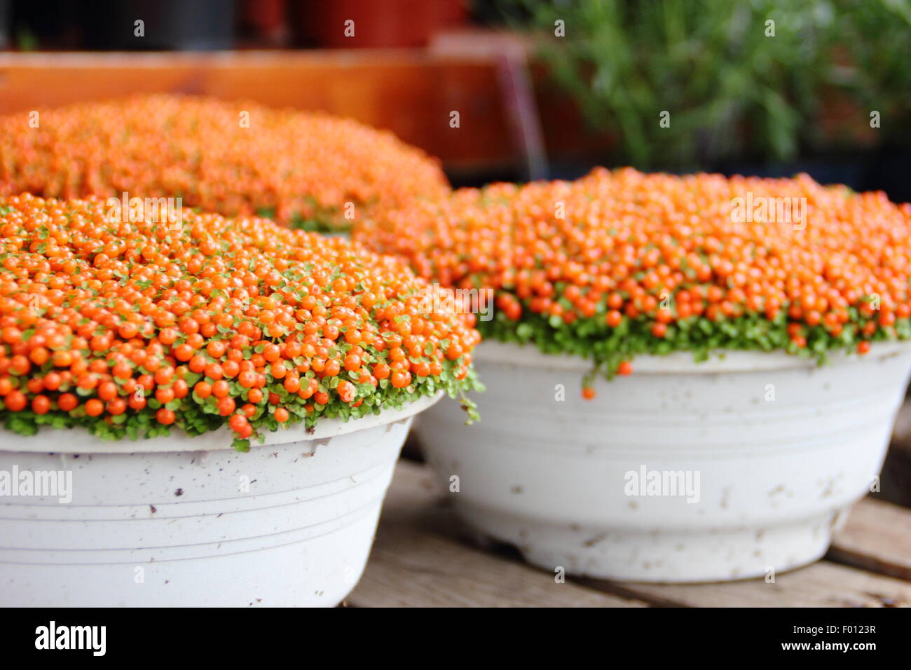 Pots of nertera granadensis, also known as coral bead plant, pin-cushion plant, coral moss, English baby tears, at a florists UK Stock Photo