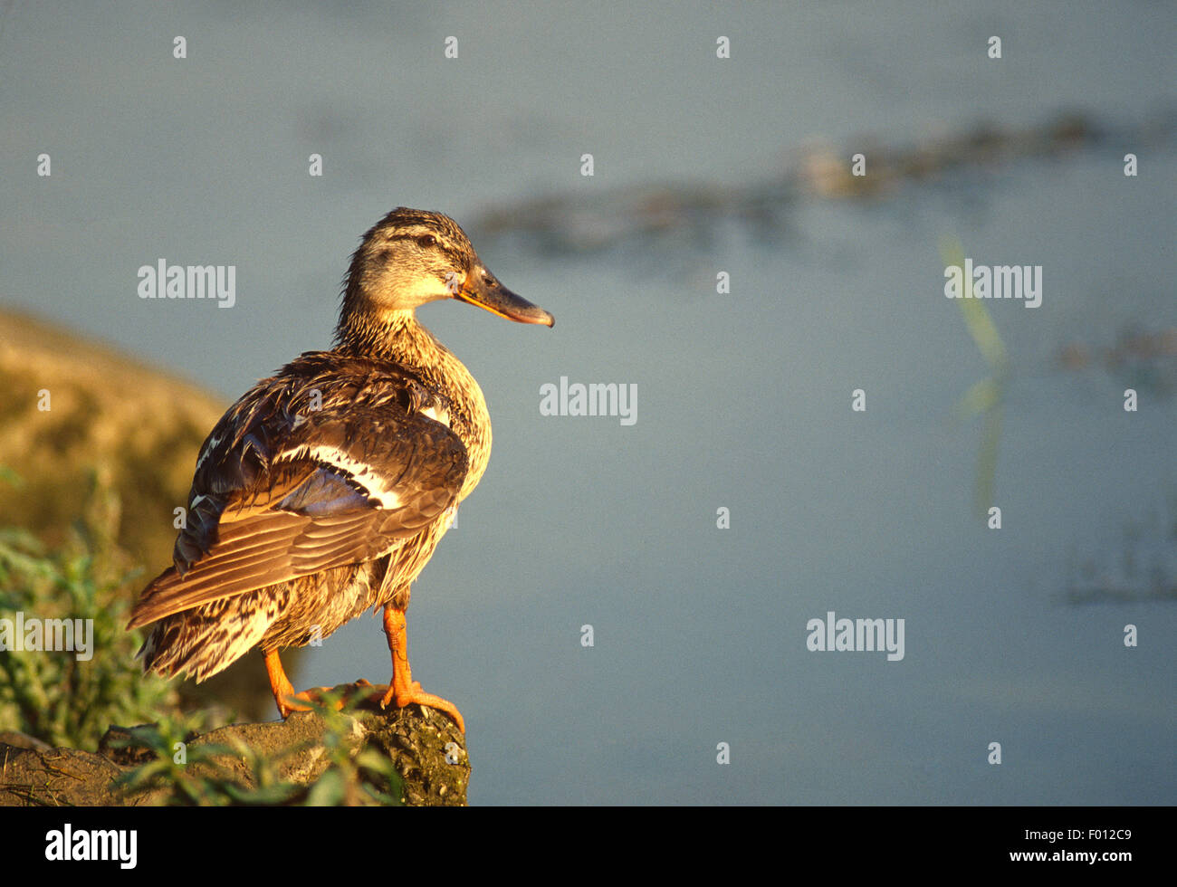 Female of mallard of wild duck (Anas platyrhynchos), Anatidae, Tiber River, Rome, Italy, Europe Stock Photo