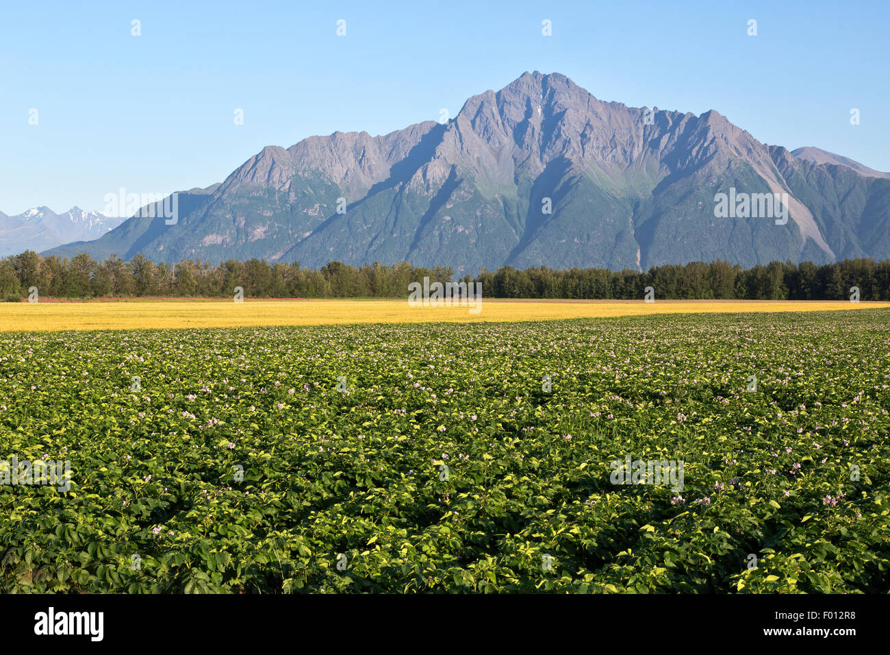 Flowering potato field, maturing wheat,  Pioneer Peak in the distance.. Stock Photo