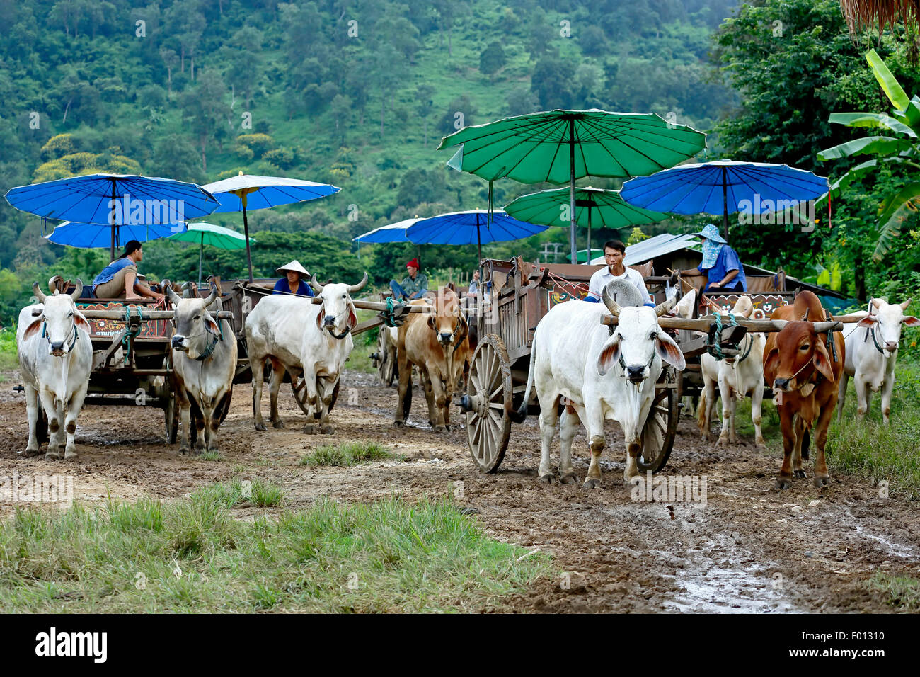 Bulls pulling carts with umbrellas, Thai Elephant Home elephant farm, Keudchang Maetang, Chiang Mai, Thailand Stock Photo