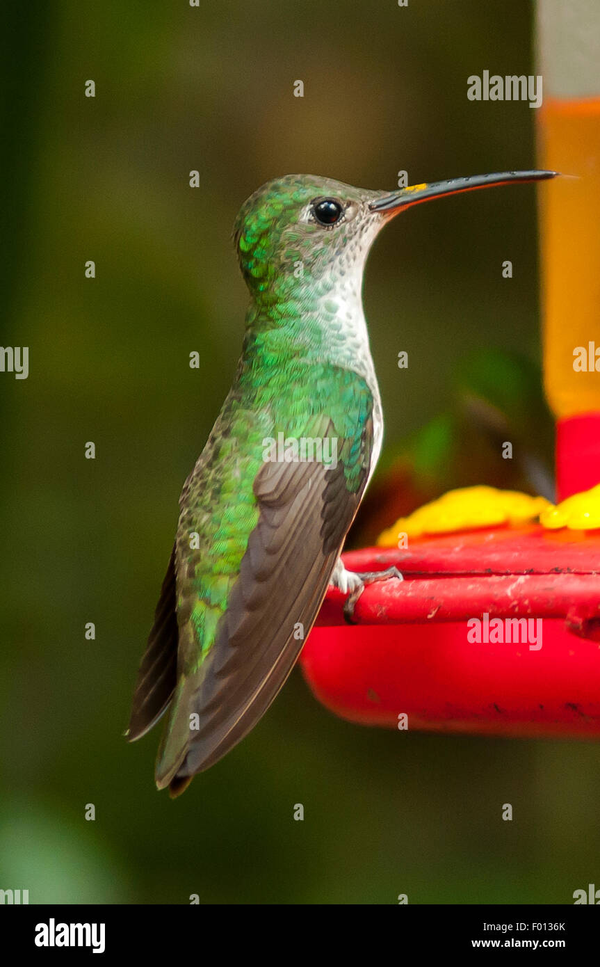 Heliodoxa leadbeateri, Female Violet-fronted Brilliant Hummingbird, Aguas Calientes, Peru Stock Photo