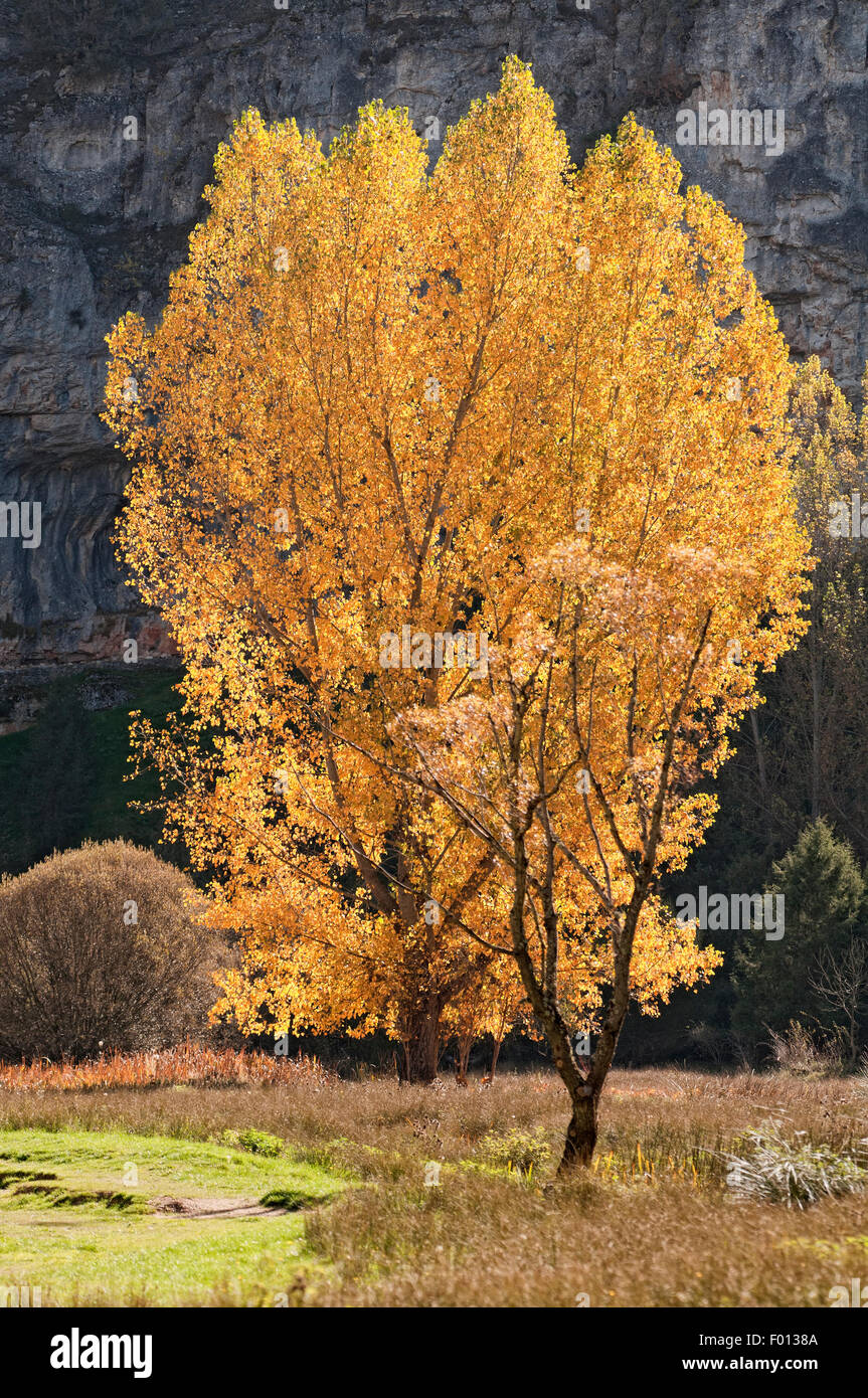 Poplar tree, Populus nigra, in autumn colours at Cañon del Rio Lobos Natural Park. Soria. Spain. Stock Photo