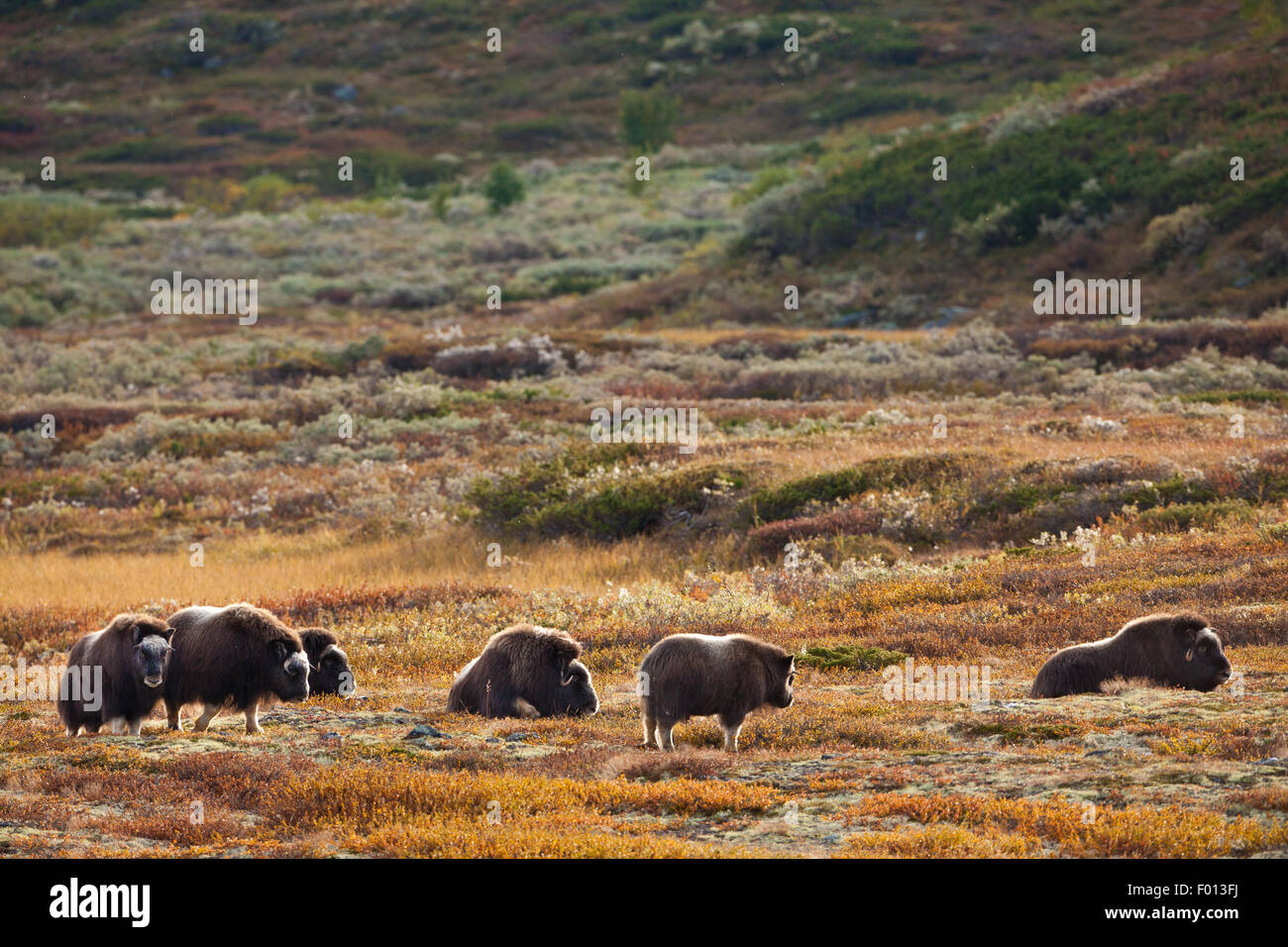 Muskoxen, Ovibos Moschatus, in Dovrefjell national park, Dovre, Norway. Stock Photo