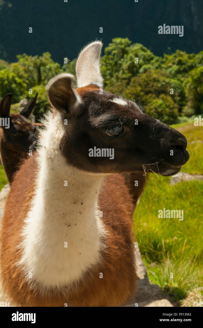 Machu picchu and llama hi-res stock photography and images - Alamy