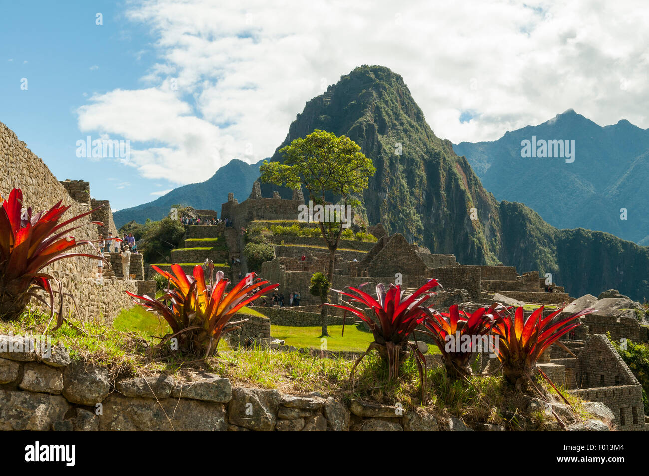 Bromeliads at Inca Ruins of Machu Picchu, Peru Stock Photo