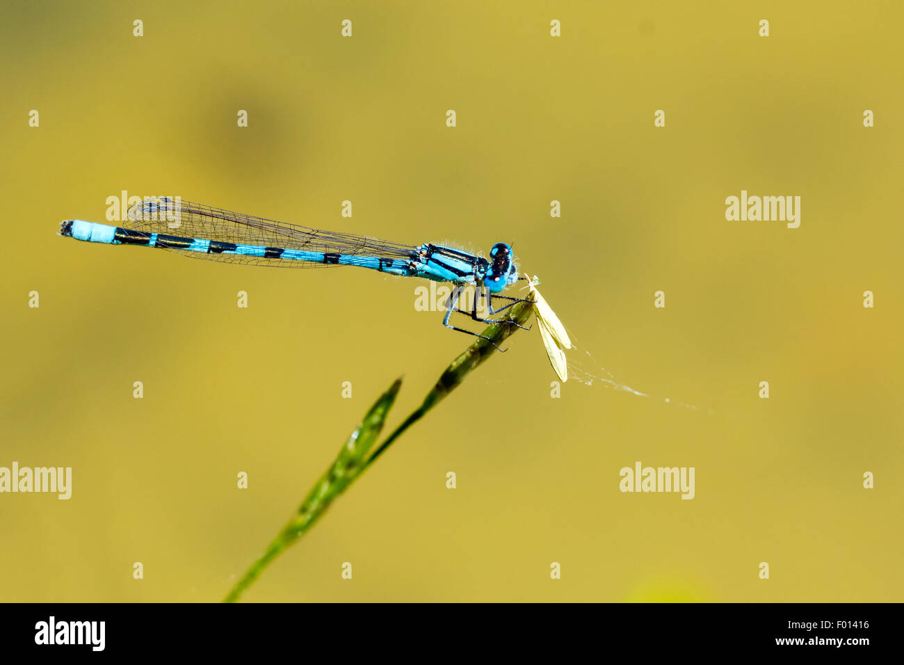 Blue dragonfly sitting on a green blade of grass Stock Photo - Alamy