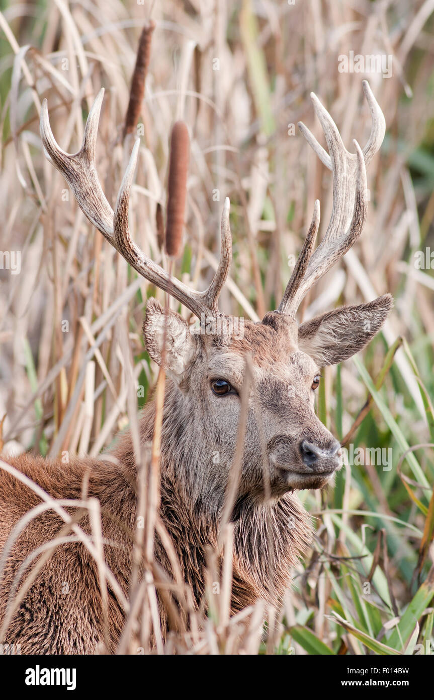 Cerulyse hi-res stock photography and images - Alamy