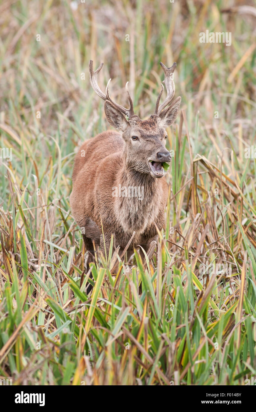 Red deer stag, Cervus elaphus, vertical portrait of male ruting in grassland during the rut in autumn. Stock Photo