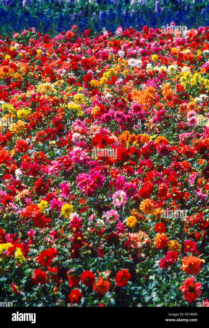 commercial flower fields, Lompoc, California Stock Photo