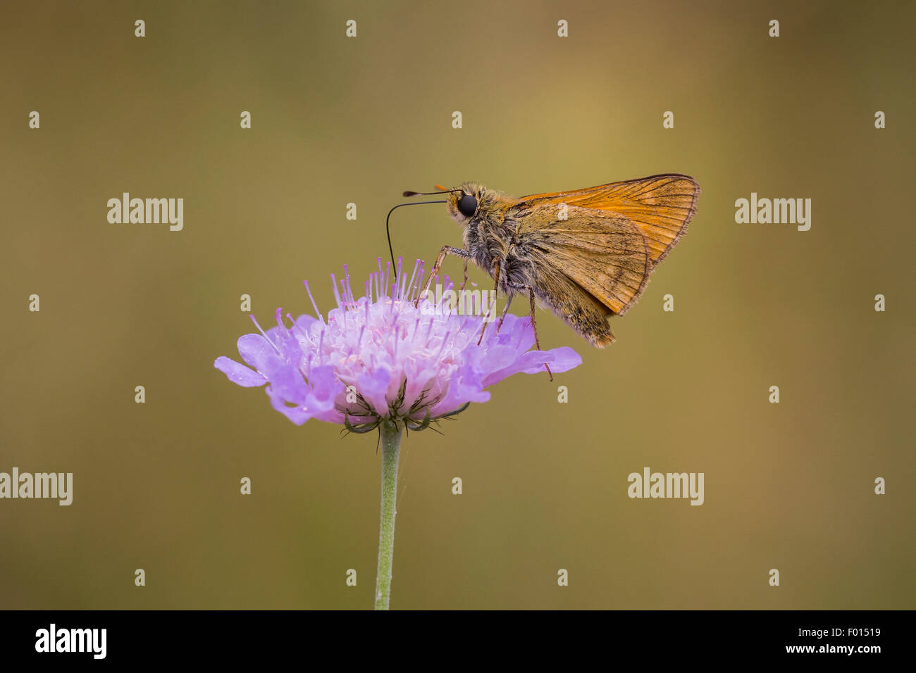 Large skipper butterfly eating nectar from the flower of Scabiosa columbaria, side view. Flora