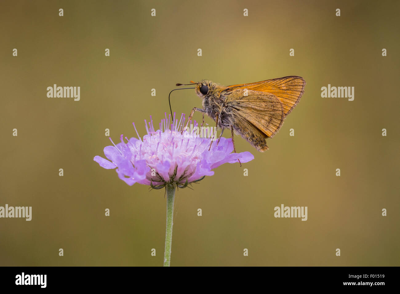 Large skipper butterfly eating nectar from the flower of Scabiosa columbaria, side view. Flora and fauna are well presented here Stock Photo