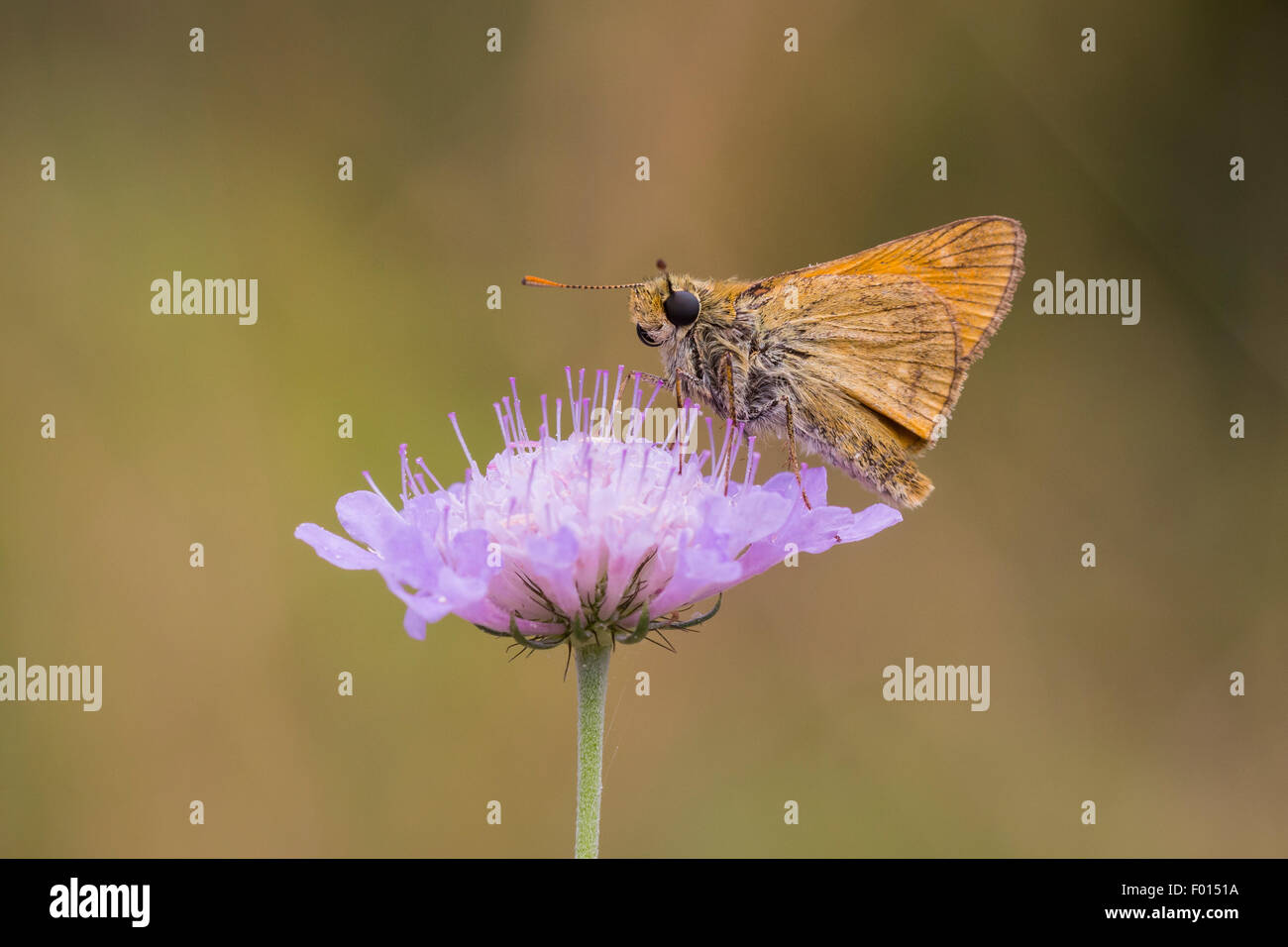 Large skipper butterfly eating nectar from the flower of Scabiosa columbaria, side view. Flora and fauna are well presented here Stock Photo